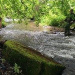 Das gibts im Wald-Blog